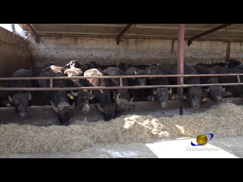 AMASENO: Exploit del settore bufalino del 11-11-2020