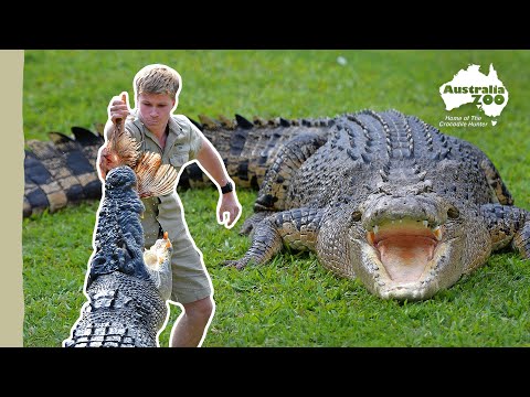 Robert Irwin's Croc Profiles - Bosco | Australia Zoo Life