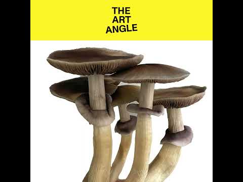 An Artist's Guide to Psychedelic Mushrooms