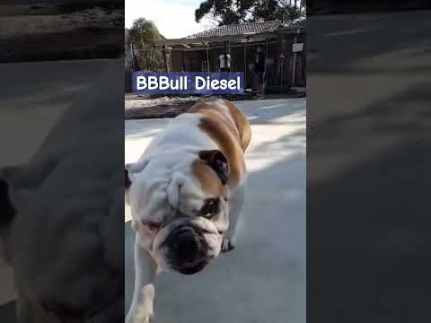 Aussie Bulldogs