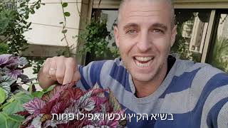 ביגוניה רקס - צמח צבעוני ויפה למרפסות מוצלות ולתוך הבית!