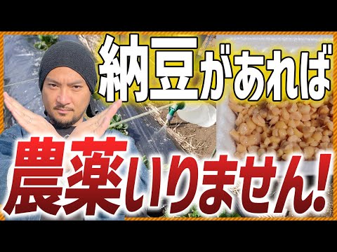 イラクサ肥料の作り方 ポットバケツの葉の茎を作る