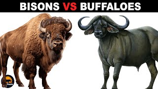 What is the Difference Between Bisons and Buffaloes