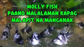 PAANO MALALAMAN KAPAG MALAPIT NA MANGANAK ANG MOLLY FISH