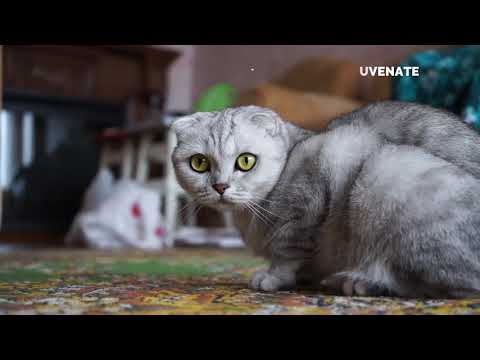 Prophet Muhammad's ﷺ Love for Cats / Can we keep Cats as Pet in Islam / Beautiful Cats