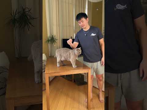 My cats won't stop knocking my things over!