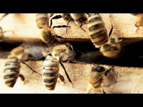 Bienen Honigernte und viel mehr | Imkerverein Besigheim führt durch das Bienenjahr