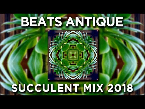 Succulent Mix 2018