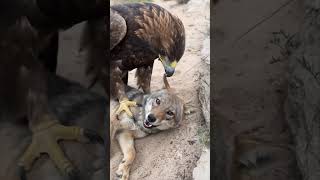Golden Eagle vs Wolf