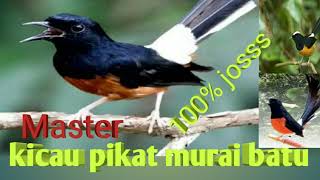 Download lagu #100% Master pikat suara kicau murai batu mp3