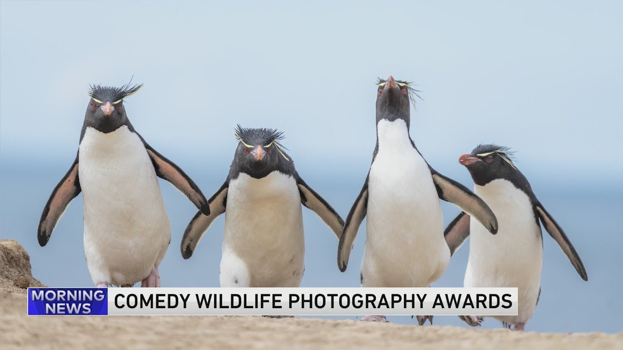 Comedy Wildlife Photography Awards