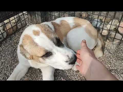 Central Asian shepherd puppy Nazira