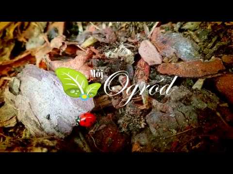 Mój Ogród Październik 2018