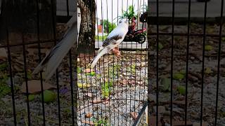 Download lagu PANCINGAN KENARI PAUD AGAR CEPAT BUNYI RAJIN & GACOR‼️#canary #canarysinging #birds mp3