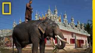 Elephants in Crisis — National Geographic Magazine, October 2012