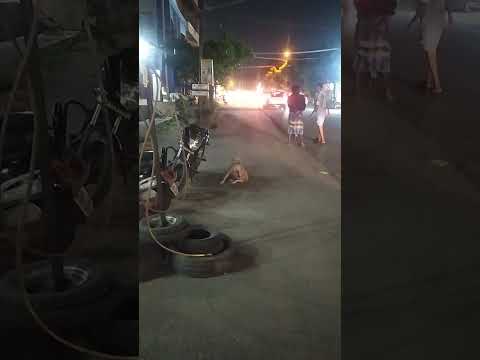street dog funny