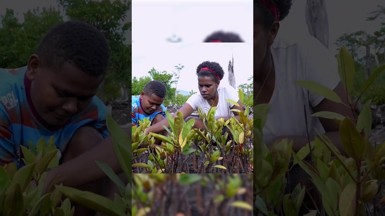 Restoring Fiji's Mangroves One Seedling at a Time
