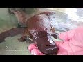 Hand Feeding & Playing With A Friendly Platypus ...