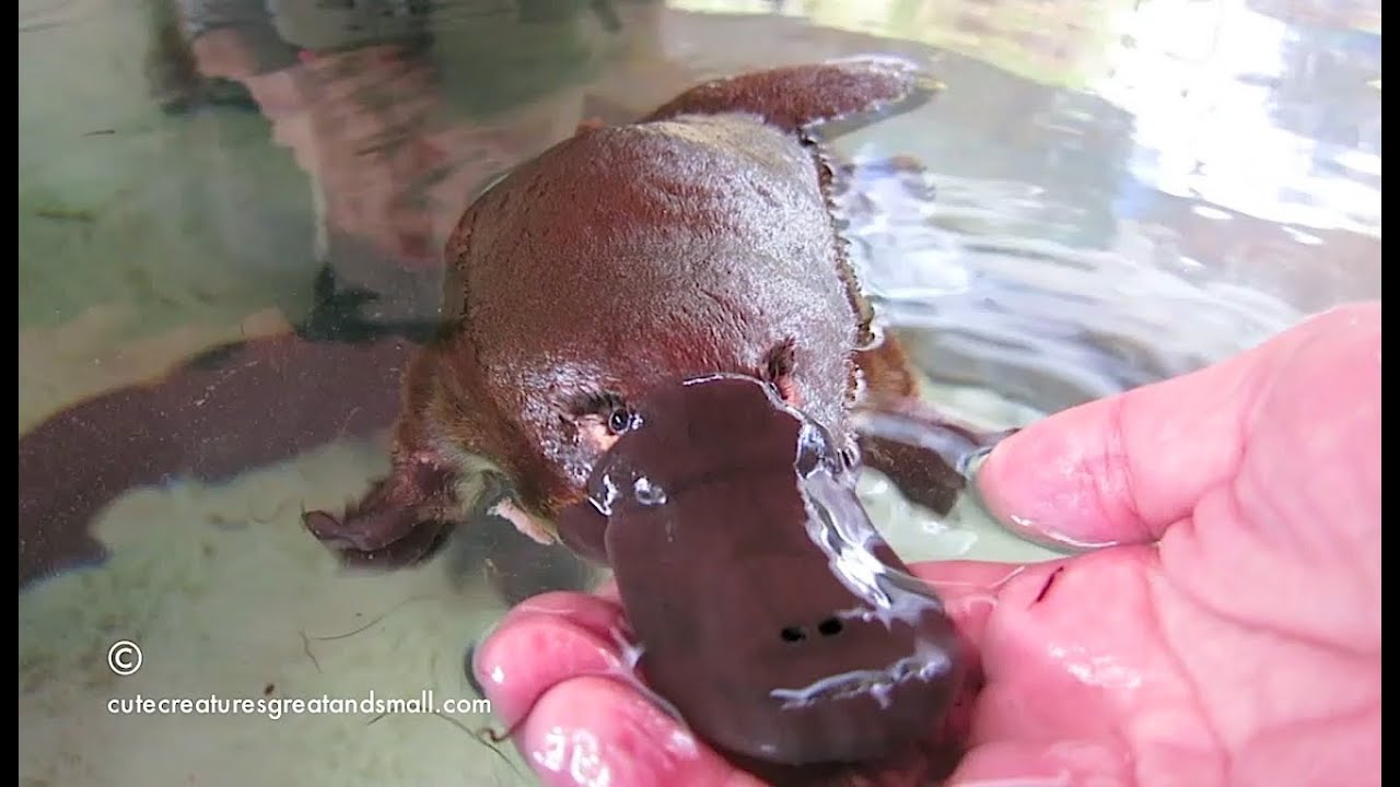 Hand Feeding & Playing With A Friendly Platypus - YouTube