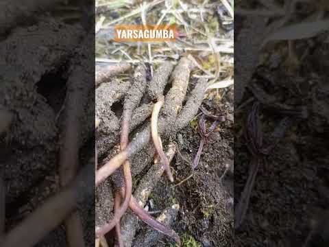 YARSAGUMBA - One of the most expensive medicines in the world