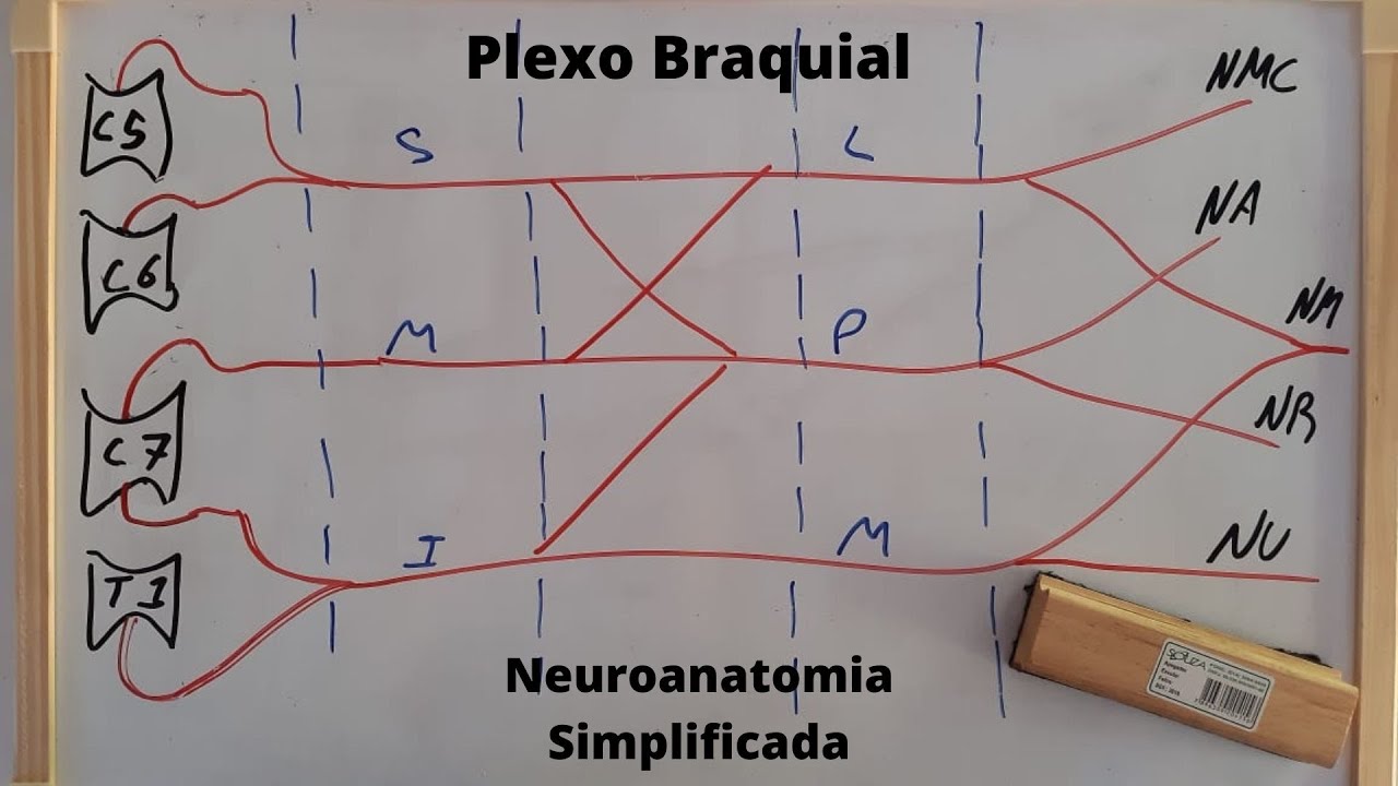 Plexo Braquial - Neuroanatomia Simplificada