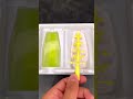 Japanese Gummy Home Kit Naru Naru Gumi No Mi