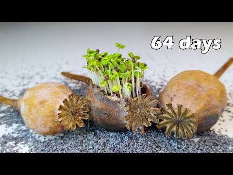 64 days of Poppy Growing Time-lapse #greentimelapse #gtl #timelapse