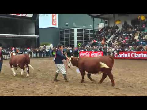 Jura de Hembras Braford en Palermo  2017  - Video 4