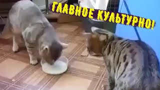 Главное все культурно видео