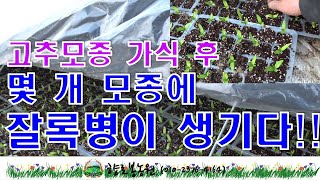 고추모종 가식 5일차 생장모습 - 잘록병이 몇개 보이네요
