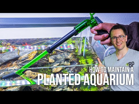 Planted Aquarium Maintenance for Beginners - Tips for Water Changes | EP4 Planted Tank Overview