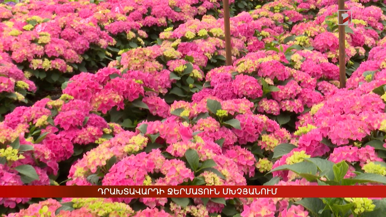 Դրախտավարդի ջերմատուն Մխչյանում