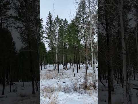 Build your Dream Cabin HERE / Snow-time in Invermere BC /