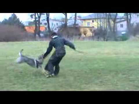 Cirby z Jukasu - protection - 20 months