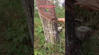 Download lagu salam petani karet🙋‍♂️#pejuangrupiah #petanikaret mp3