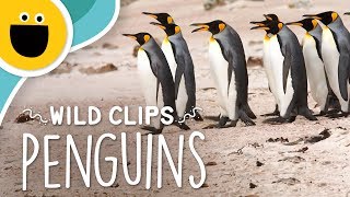 Do the Penguin Walk | Wild Clips (Sesame Studios)