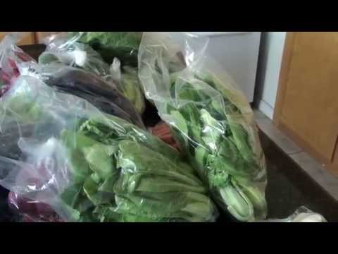 Mini Pig's Food For A Week!