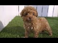 Miniature Poodle dogs for sale: Freeman - Video 1