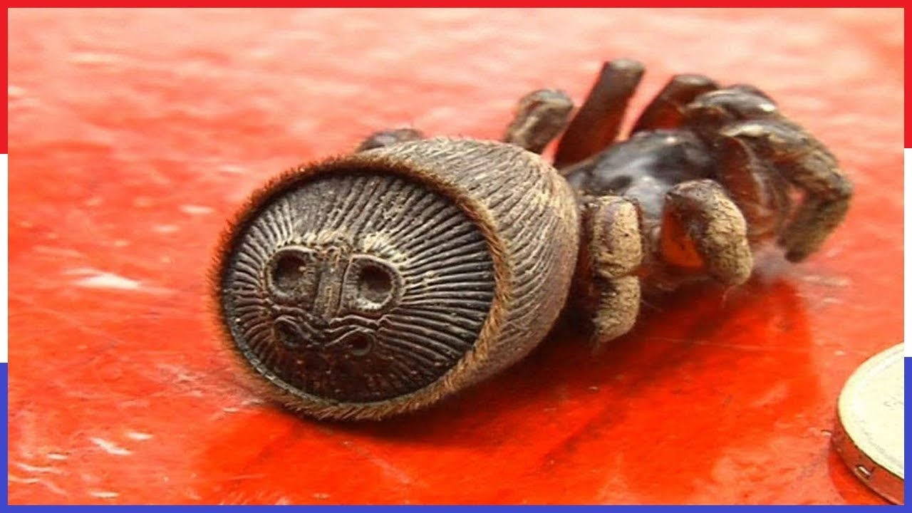 10 Enge Dieren Waarvan Je Niet Wist Dat Ze Bestonden