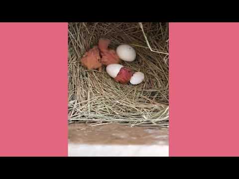 Super green Personata | Fischer's Lovebird