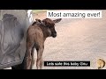 Lost Baby Wildebeest Saved From Potential Predators