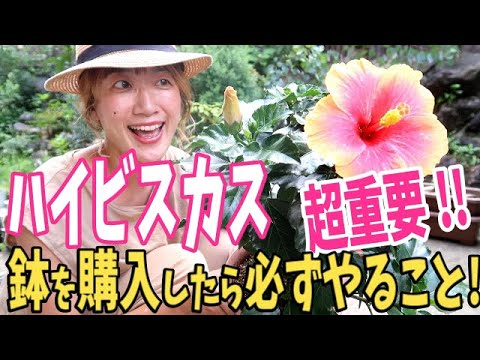 ハイビスカスの手入れ: 完璧な花を咲かせるための 5 つのヒント 植物