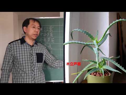 觀賞蘆薈