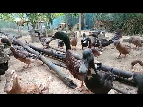 How to Raising Millions of Duck on Rice Field For Meat- ছাদে হাঁস পালনে নতুন সম্ভাবনা |P381