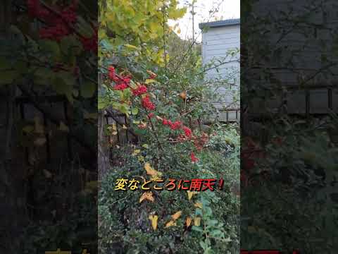 馬糞を嫌う植物は何ですか?何のために ？何に置き換えますか?  庭園