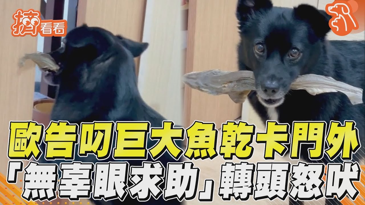 影音／歐告叼巨大魚乾卡門外！　「無辜眼求助」轉頭怒吠叫