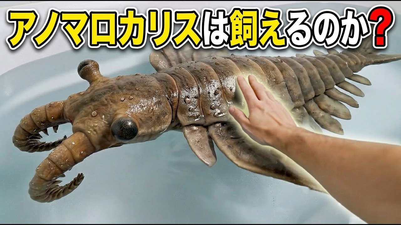 【古代生物】最強ハンター「アノマロカリス」は現代でペットにできる？5億年越しの飼育シミュレーション