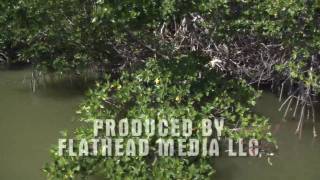 preview picture of video 'Everglades Back Country Snook Fishing'