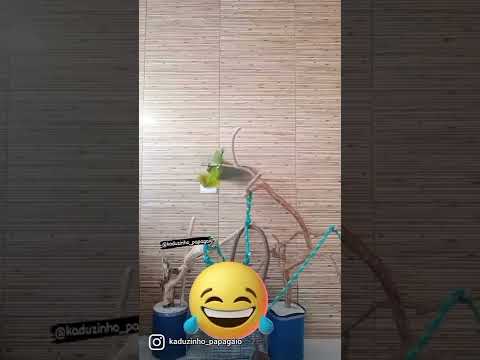 Papagaio falador canta varias musicas fala muitas palavras muito inteligente esse papagaio lindo