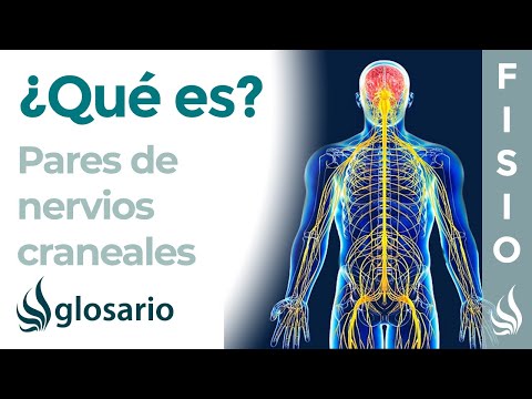 PARES CRANEALES | Qué son, cuántos son, recorrido y lesiones